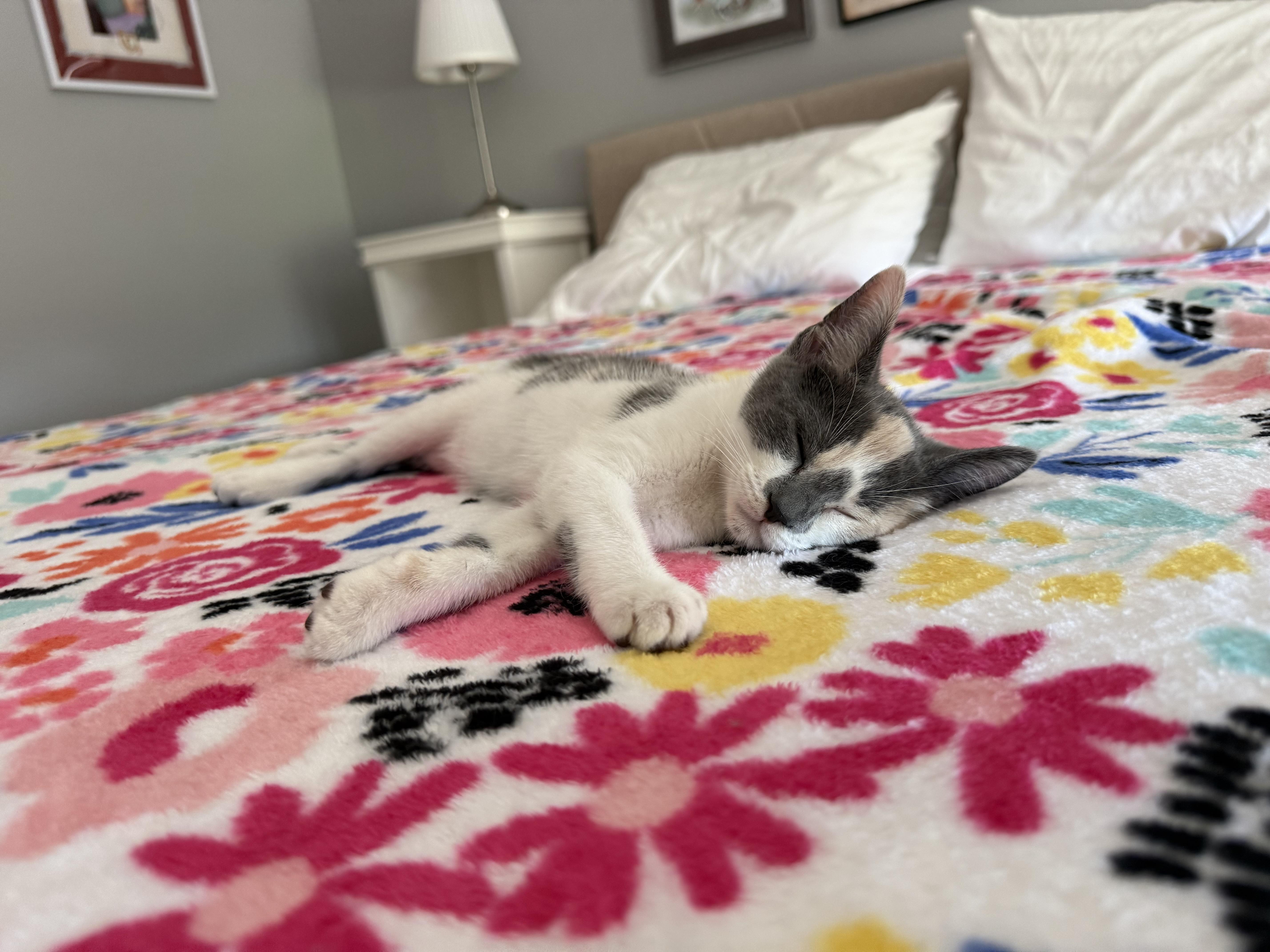 Enlarge Sophia, a Adopted Calico in Maitland, FL image 5/6