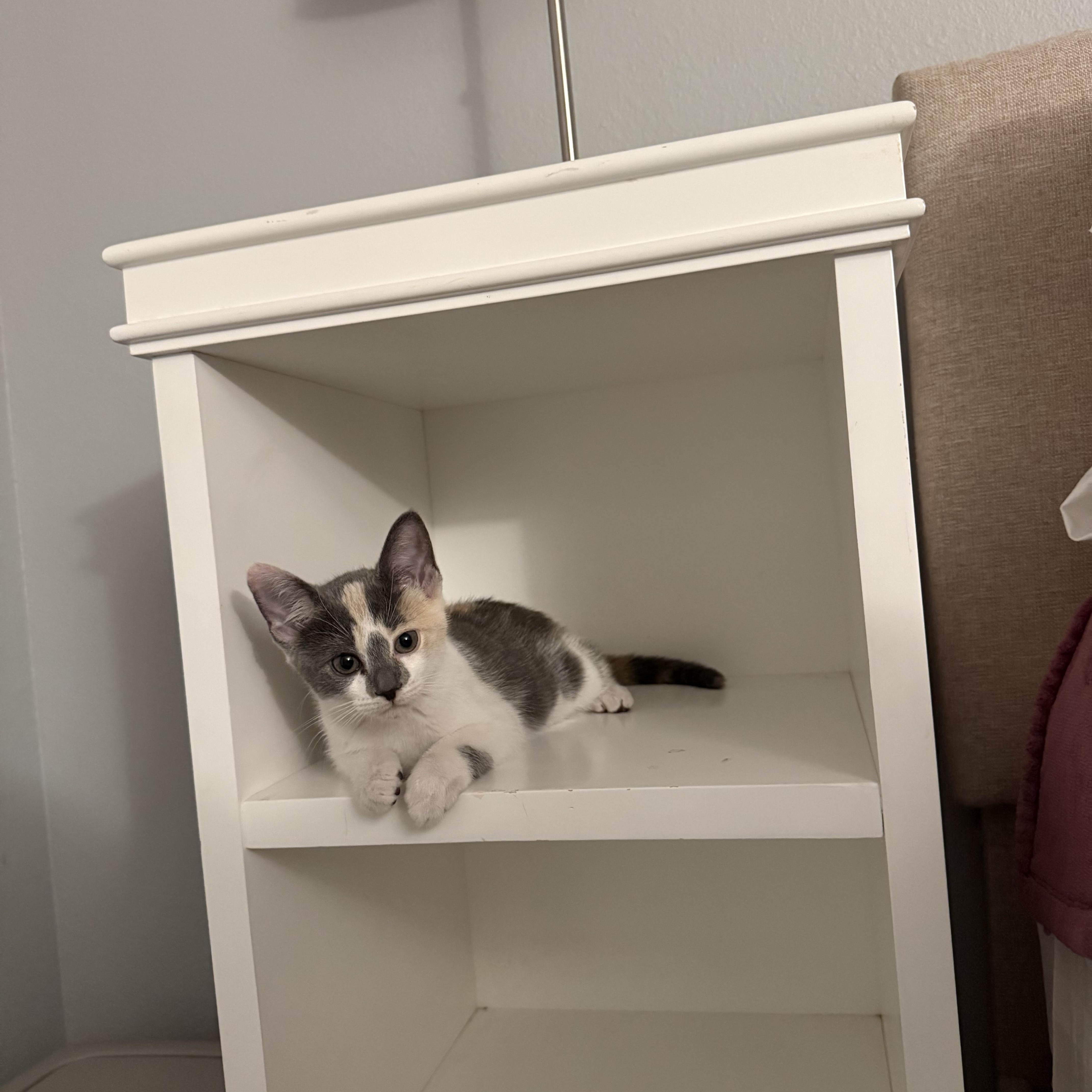Sophia, Adopted, Kitten Female Calico.