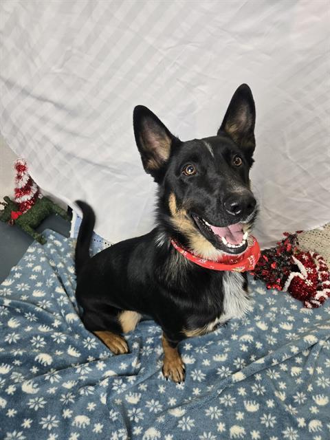 Enlarge CAMEO, a Adoptable mixed breed in London, ON image 1/1