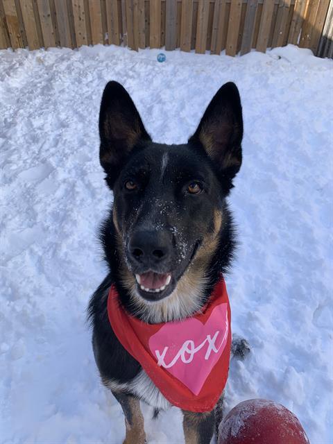 CAMEO, Adoptable, Young Male Australian Cattle Dog / Blue Heeler & Belgian Shepherd / Malinois.