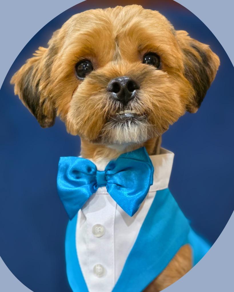 Enlarge Possum, a Adoptable Yorkshire Terrier in Bryan, TX image 4/5