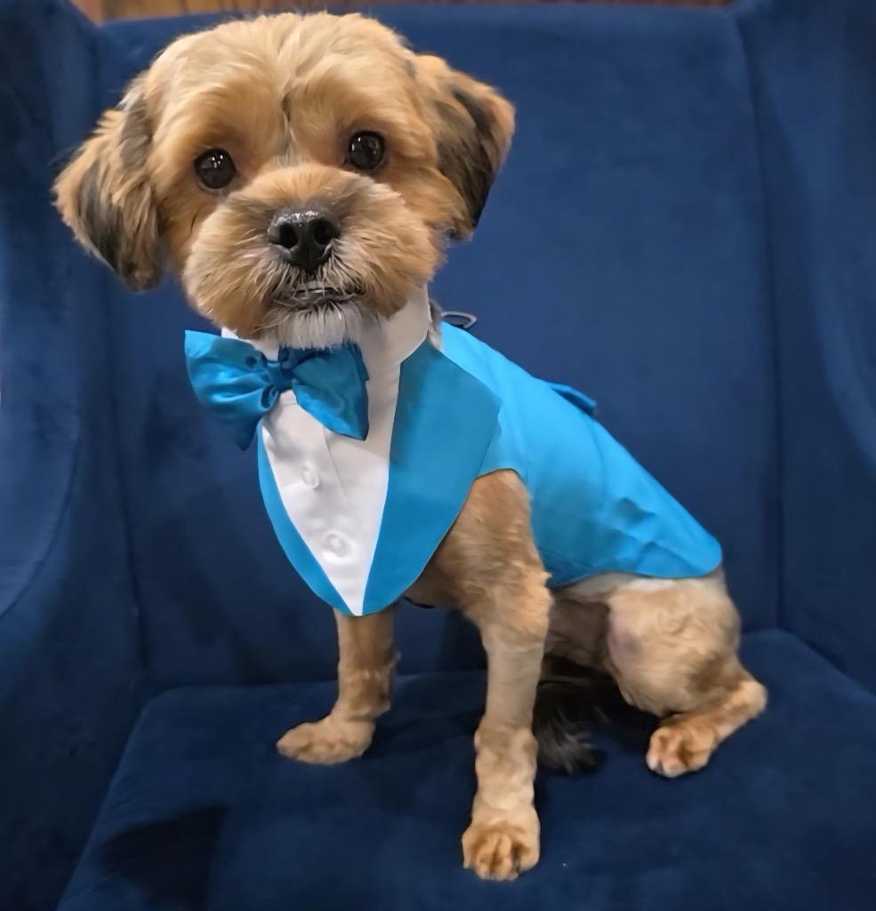 Enlarge Possum, a Adoptable Yorkshire Terrier in Bryan, TX image 5/5