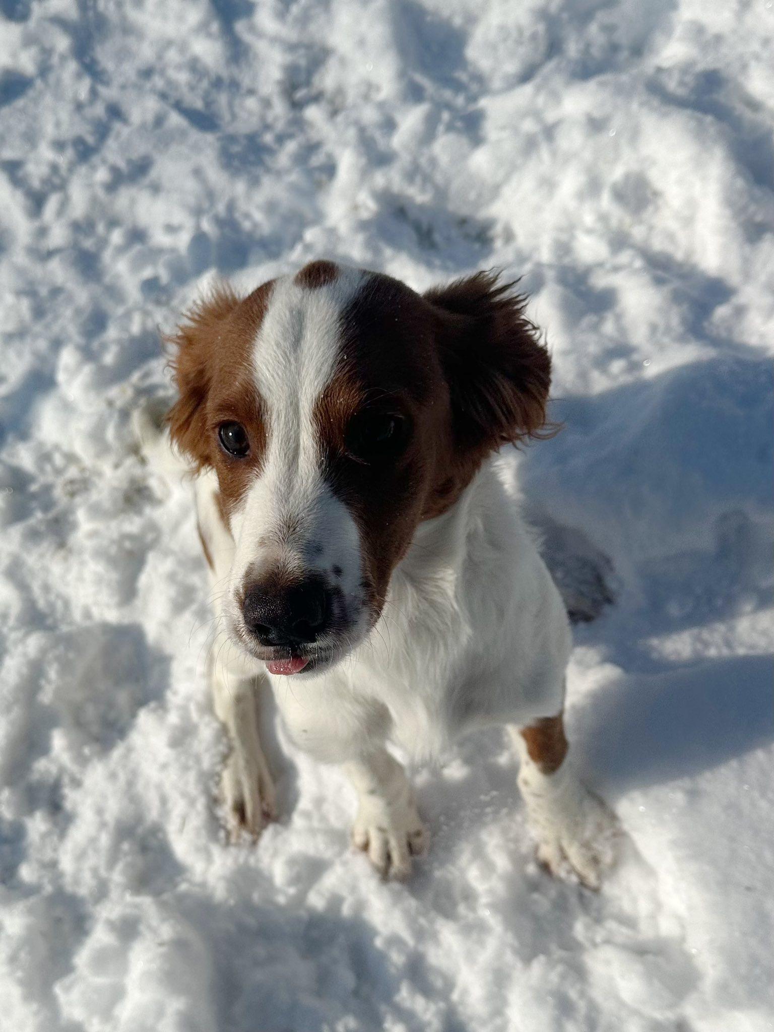 Rudy, adopted, Young Male Brittany Spaniel.