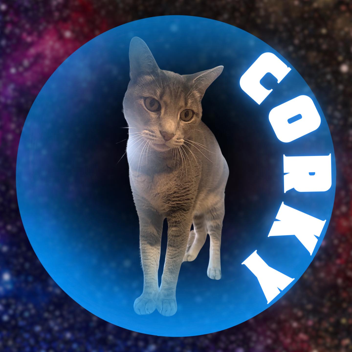 Enlarge Corky, an adopted mixed breed in Aransas Pass, TX image 2/2