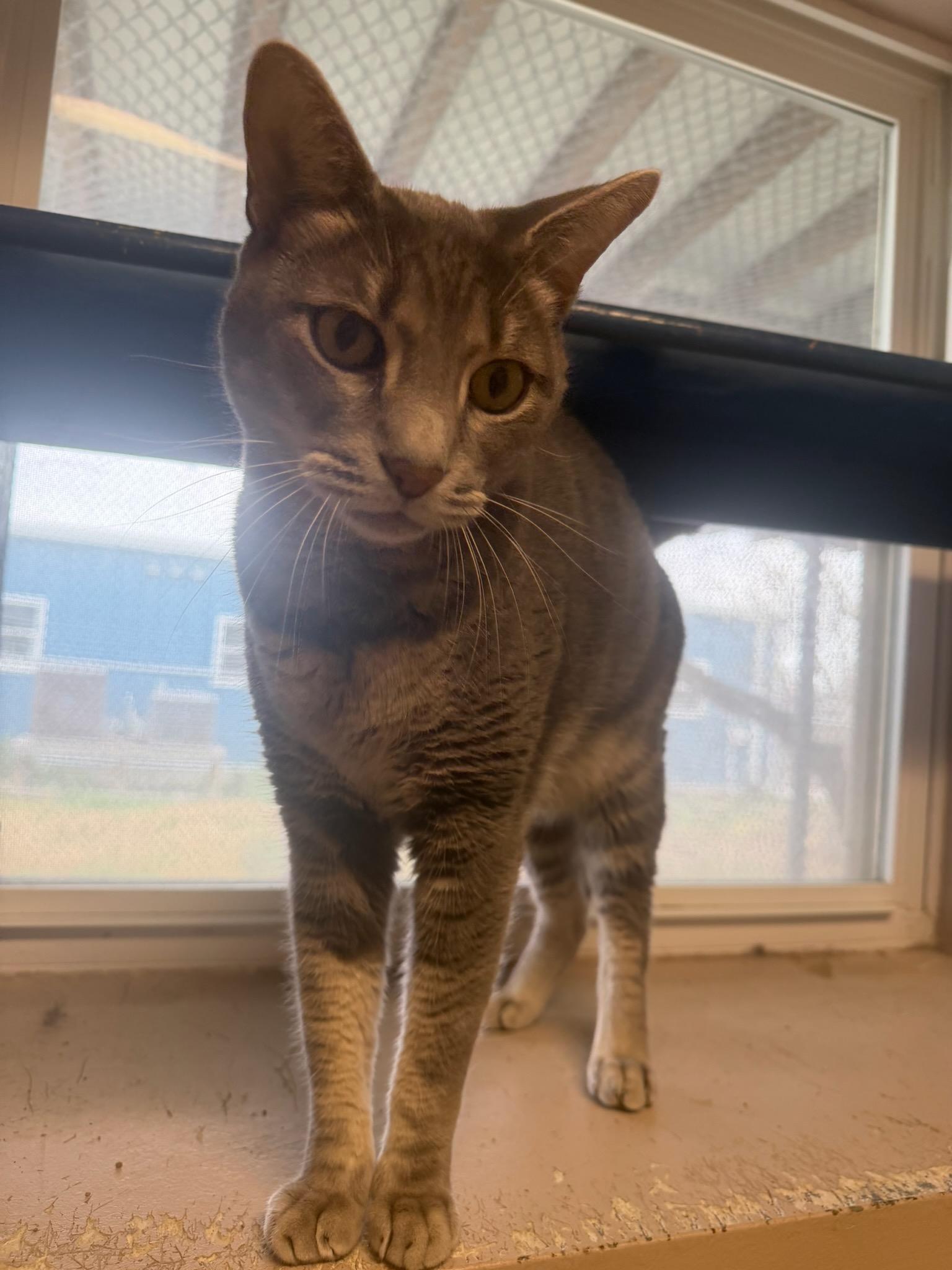 Corky, ADOPTABLE, Adult Male Domestic Short Hair & American Bobtail.