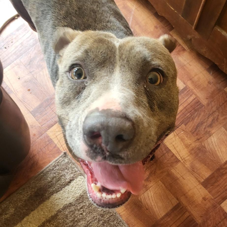 Luna, Adoptable, Adult Female Pit Bull Terrier & Mixed Breed.