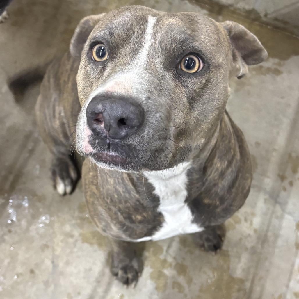 Enlarge Luna, a Adoptable mixed breed in Floresville, TX image 1/2