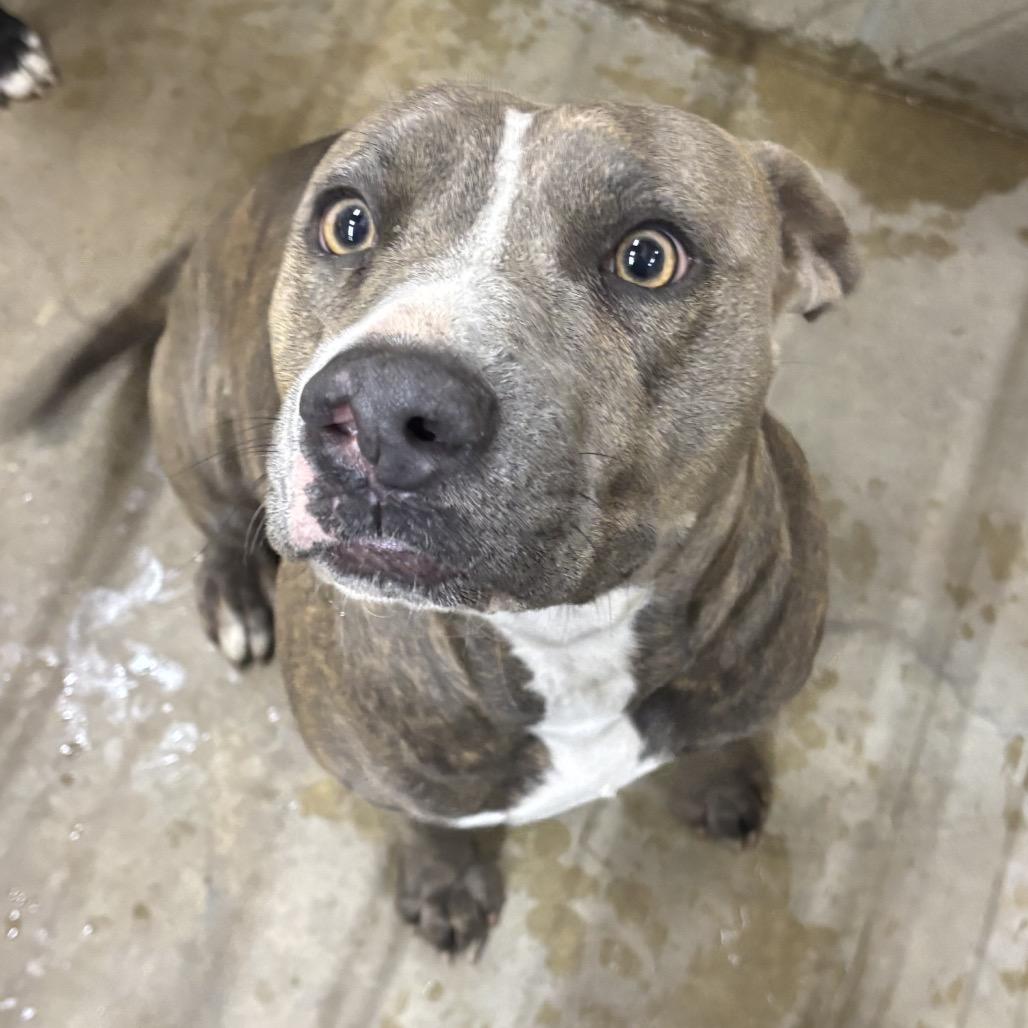 Enlarge Luna, a Adoptable mixed breed in Floresville, TX image 2/2