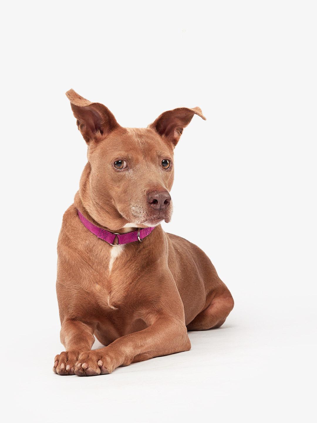 Cora, Adopted, Adult Female Terrier.