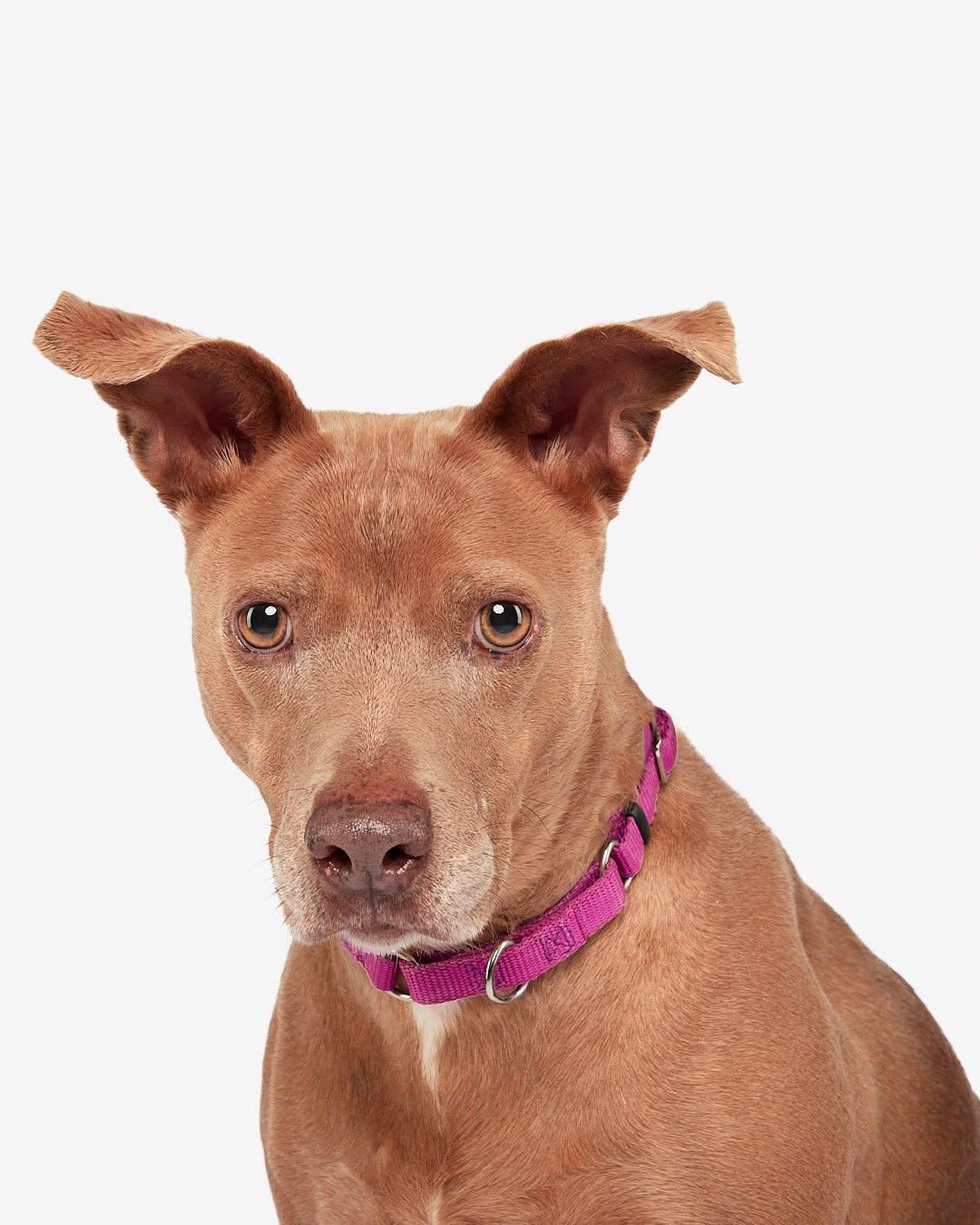 Enlarge Cora, a Adopted mixed breed in Teterboro, NJ image 6/6