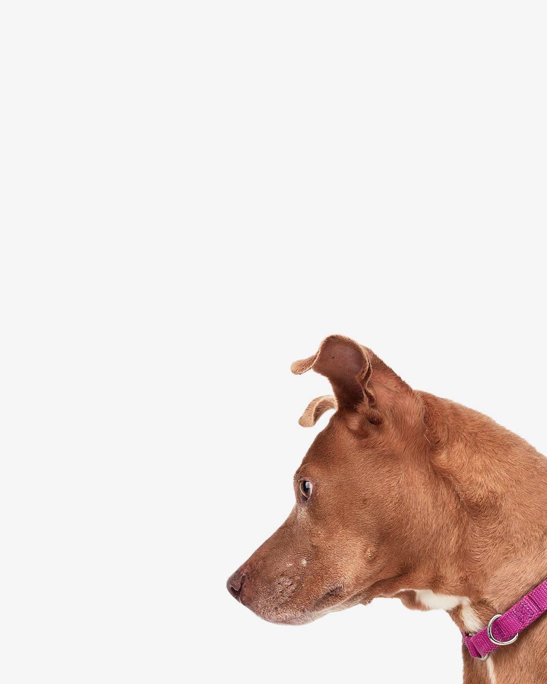 Enlarge Cora, a Adopted mixed breed in Teterboro, NJ image 5/6