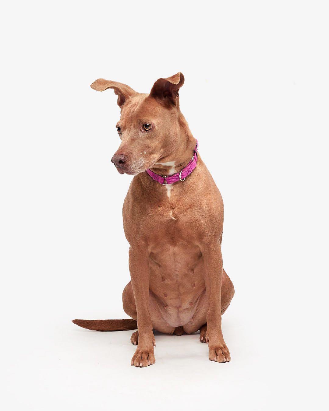 Enlarge Cora, a Adopted mixed breed in Teterboro, NJ image 4/6