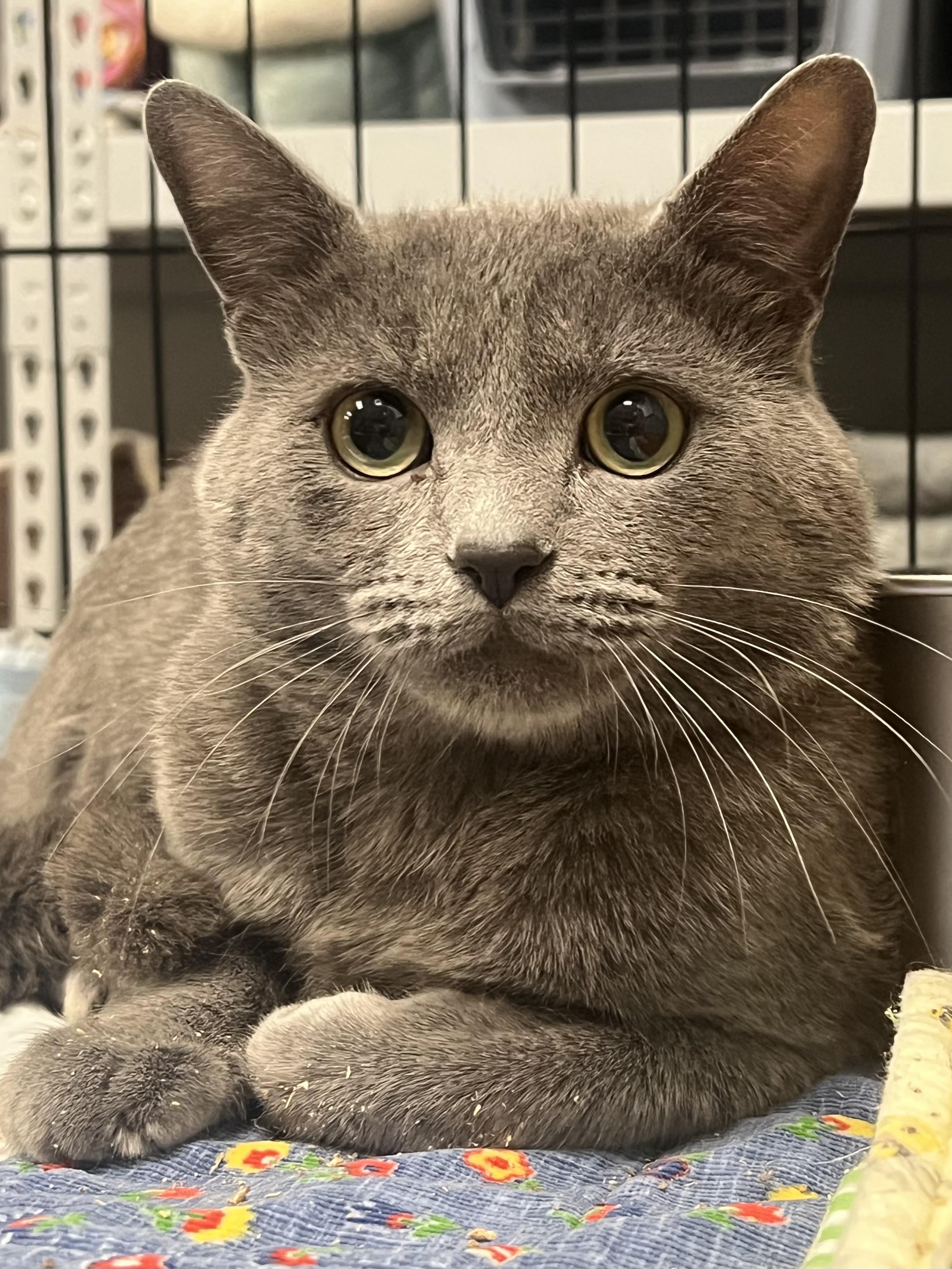 Stormy, an adopted Domestic Short Hair in Johnston, RI image 1/6