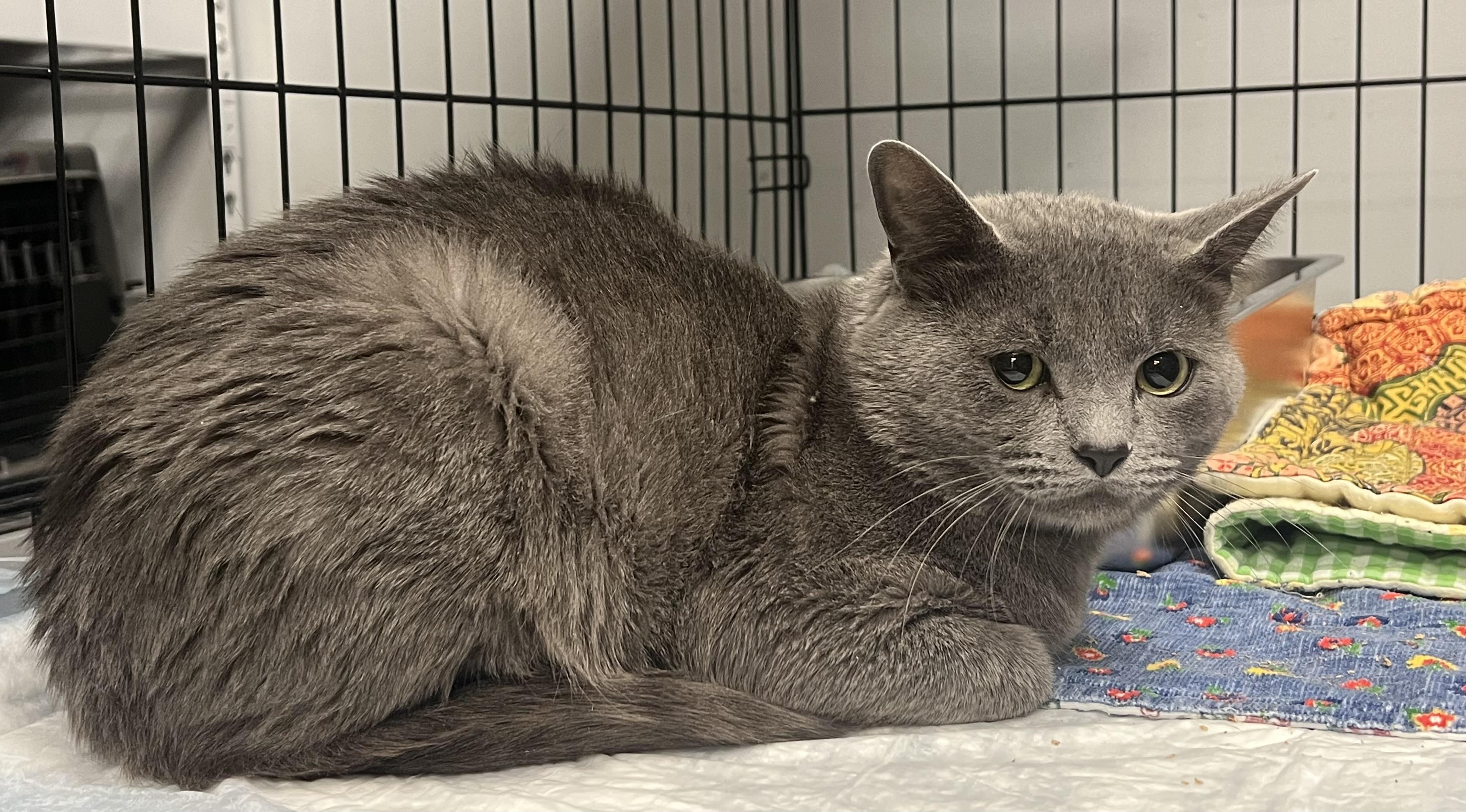 Stormy, an adopted Domestic Short Hair in Johnston, RI image 6/6