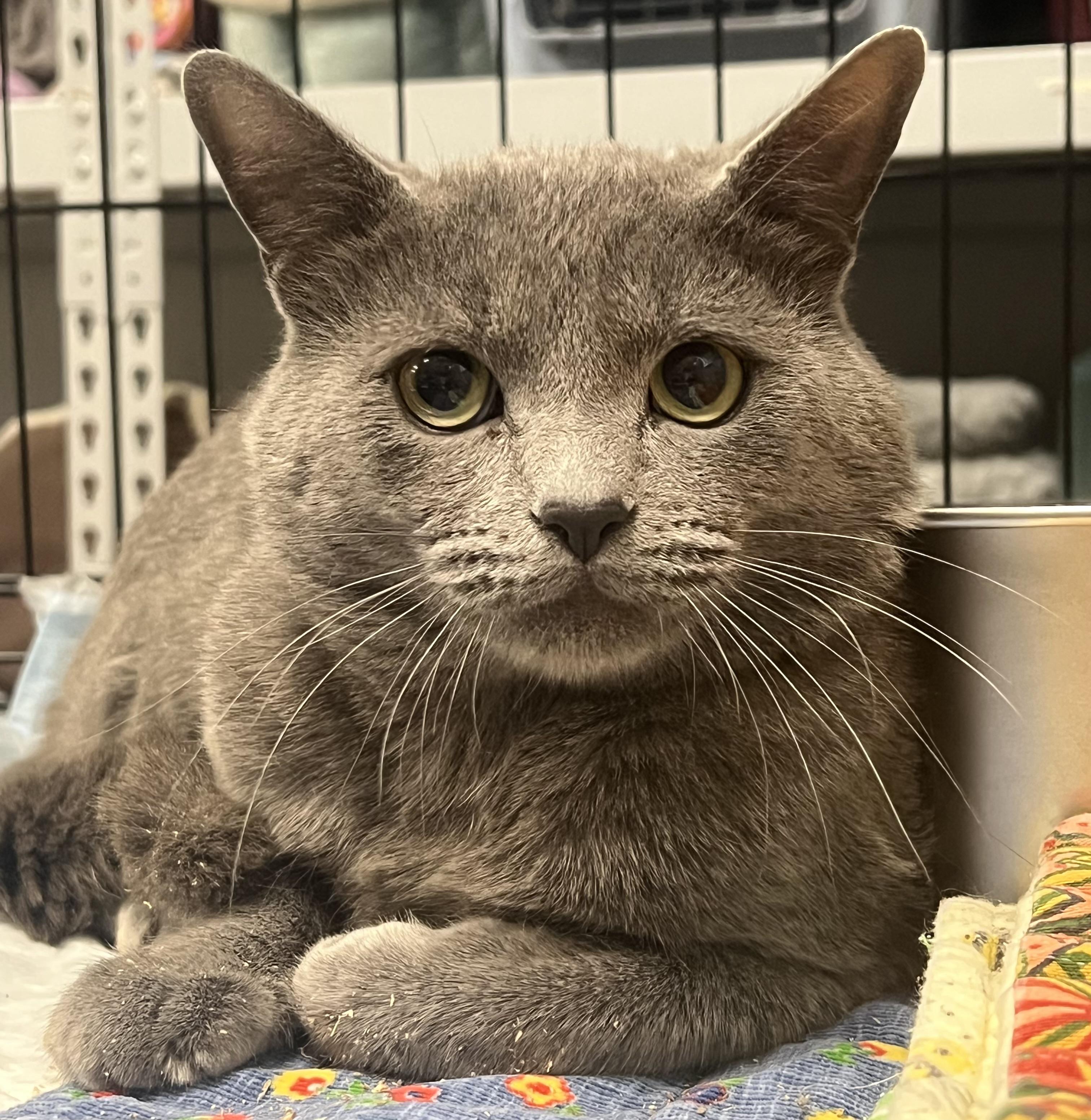 Stormy, an adopted Domestic Short Hair in Johnston, RI image 3/6