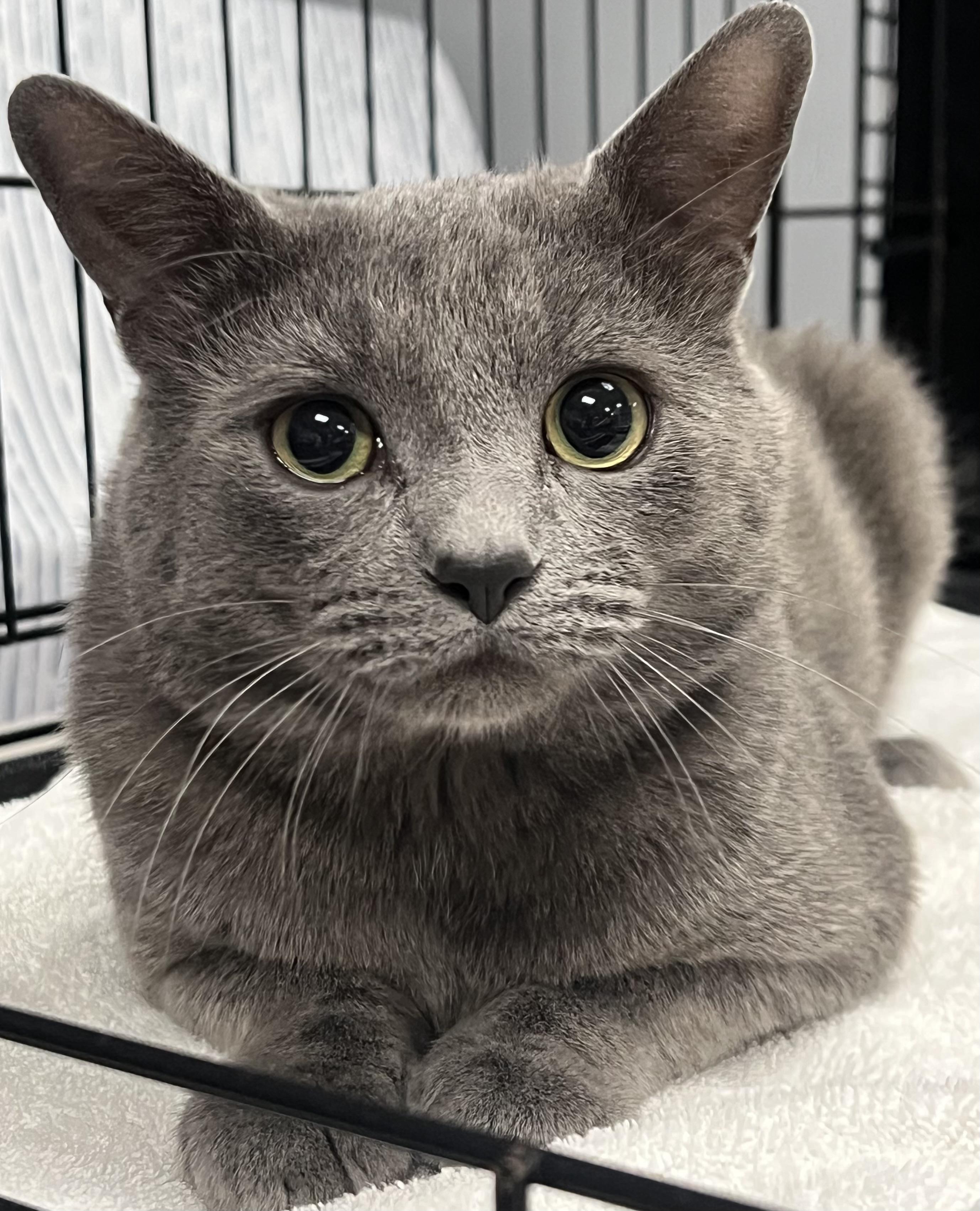 Stormy, an adopted Domestic Short Hair in Johnston, RI image 2/6