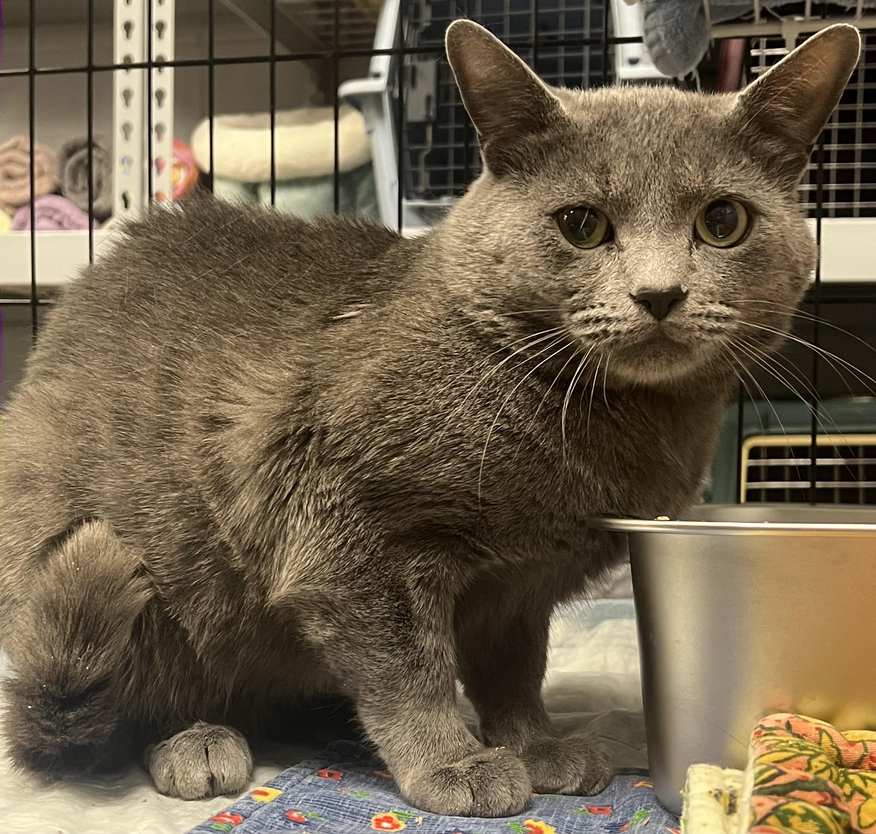 Stormy, an adopted Domestic Short Hair in Johnston, RI image 5/6