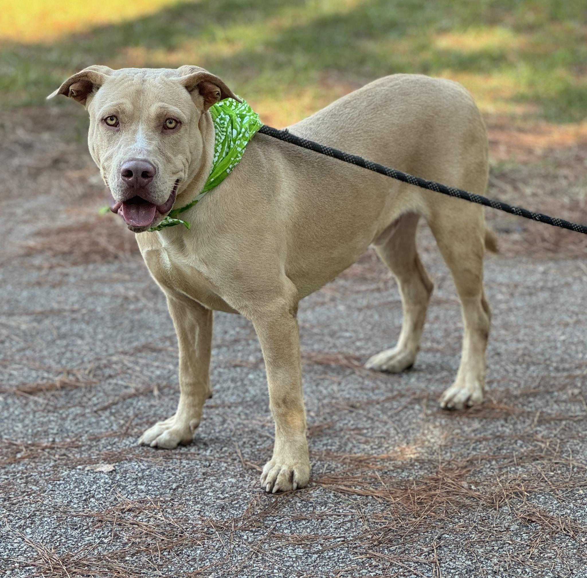 Alvin (gets along with everyone), Adult Male Labrador Retriever