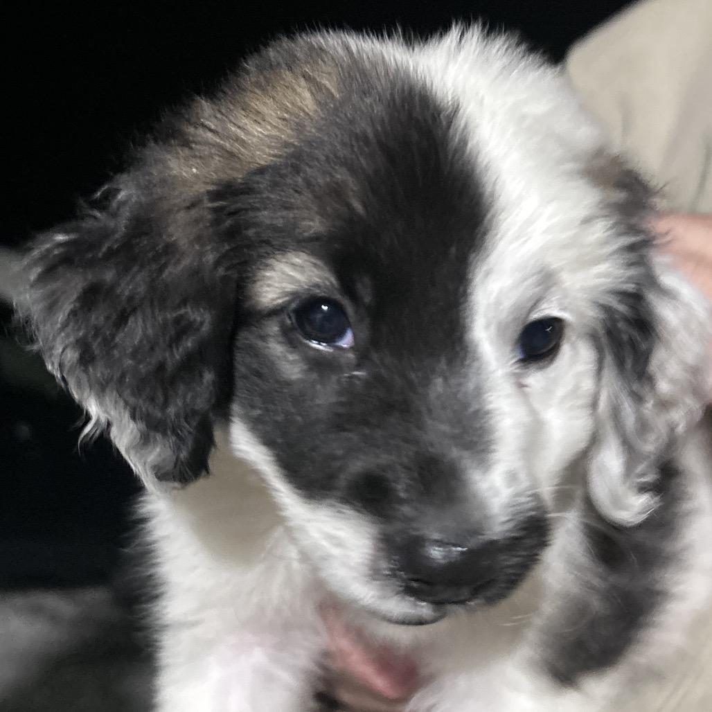 Jenny, Adoptable, Puppy Female Chocolate Labrador Retriever & German Shepherd Dog.