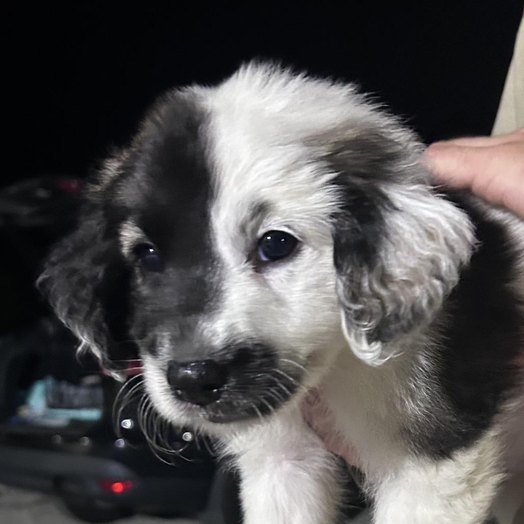 Enlarge Jenny, a Adoptable mixed breed in Peculiar, MO image 2/4