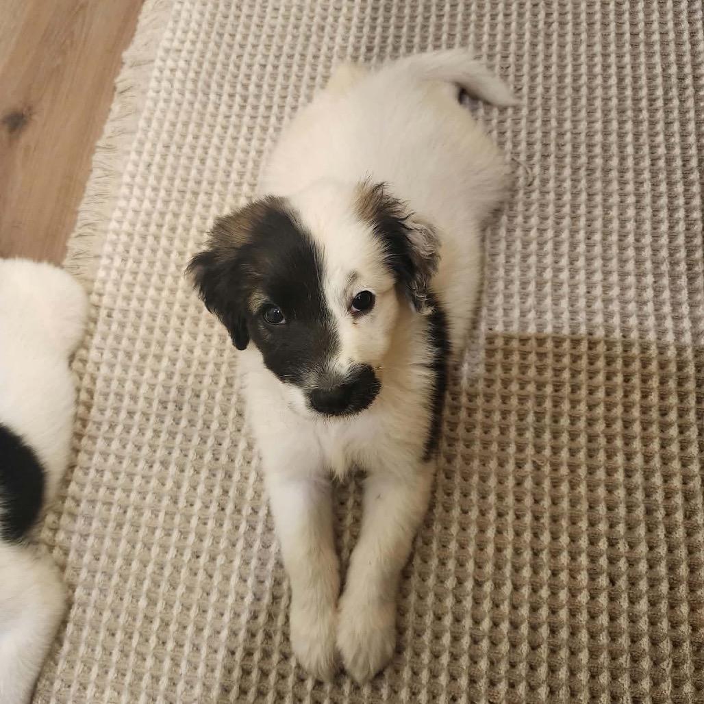 Enlarge Jenny, a Adoptable mixed breed in Peculiar, MO image 4/4
