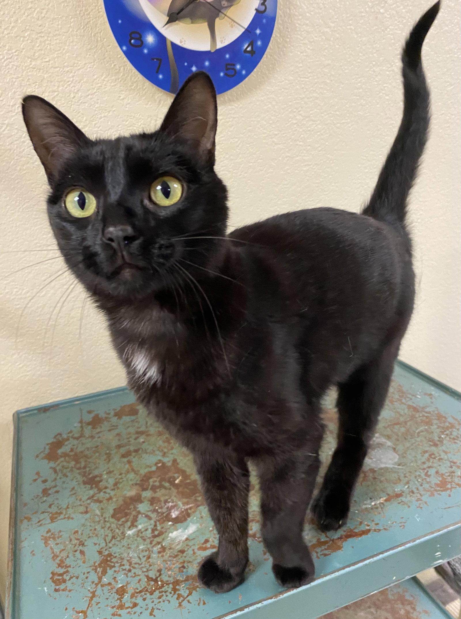 Avalee, Adoptable, Adult Female Domestic Short Hair.