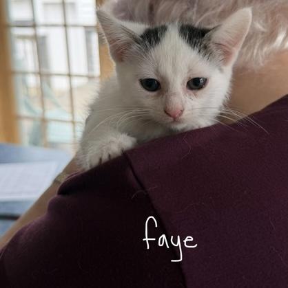 Enlarge Faye, a Adopted Domestic Short Hair in Rochester, MN image 2/2