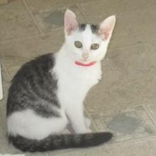 Enlarge Faye, a Adopted Domestic Short Hair in Rochester, MN image 1/2