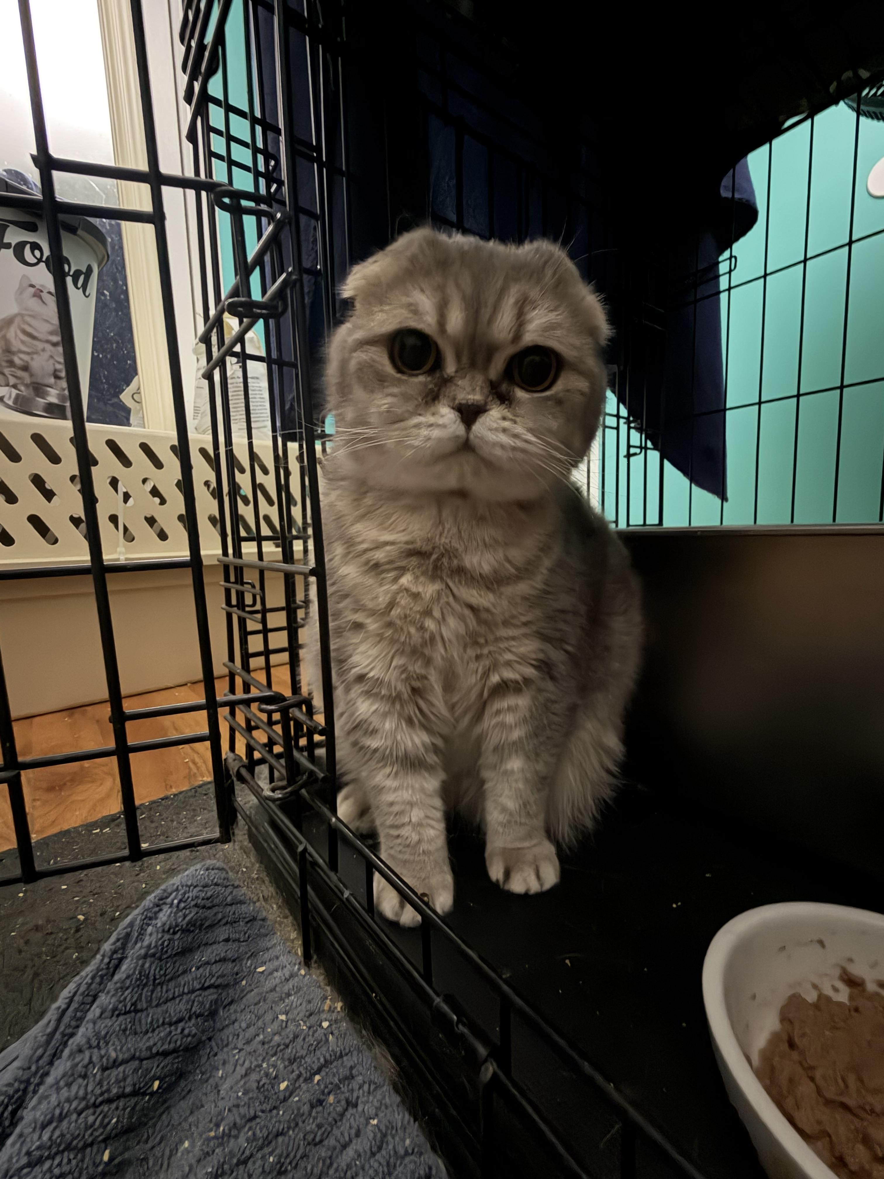 Enlarge Maisy, an adopted Scottish Fold in Syosset, NY image 5/5