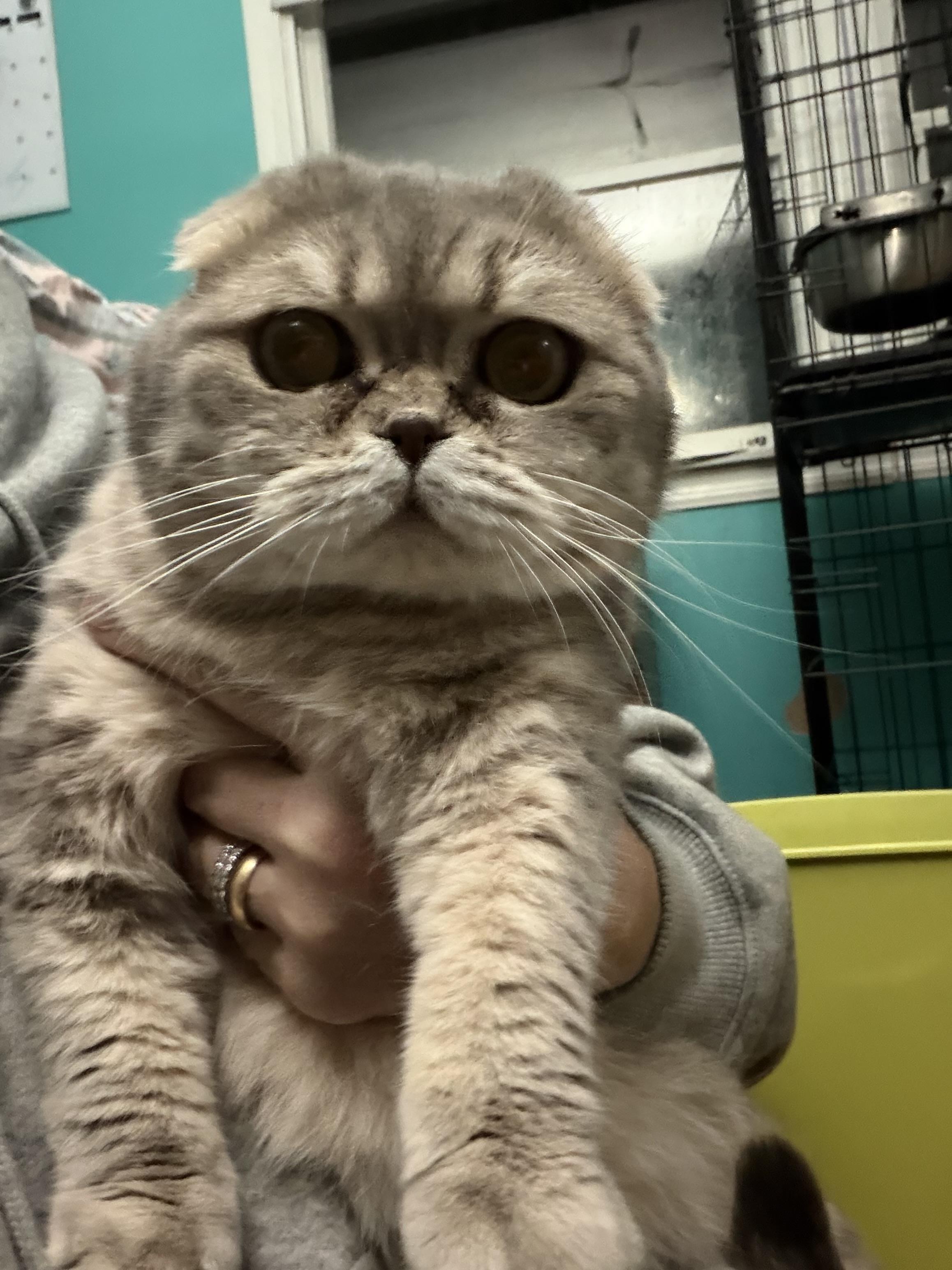 Enlarge Maisy, an adopted Scottish Fold in Syosset, NY image 2/5