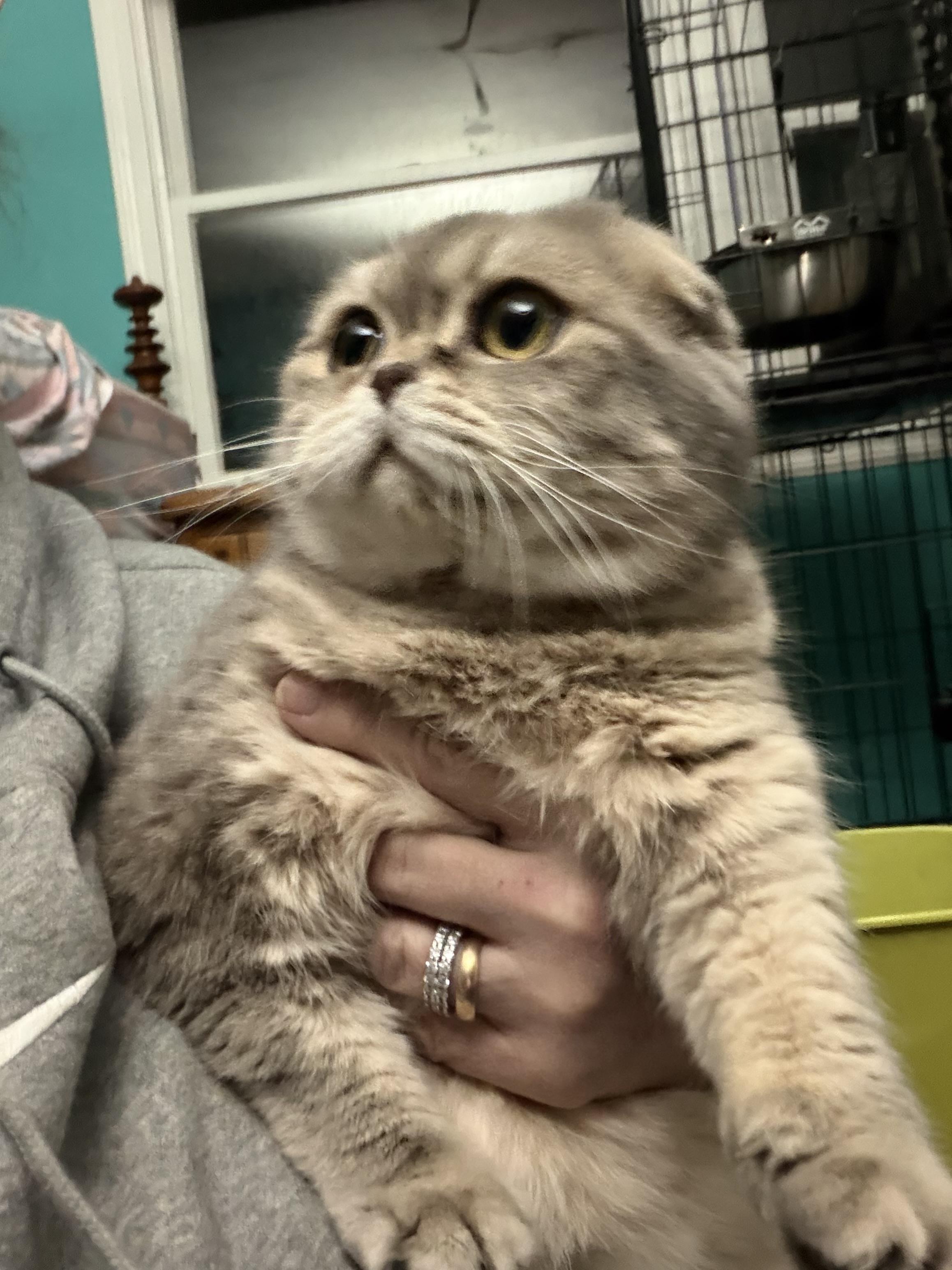 Enlarge Maisy, an adopted Scottish Fold in Syosset, NY image 1/5