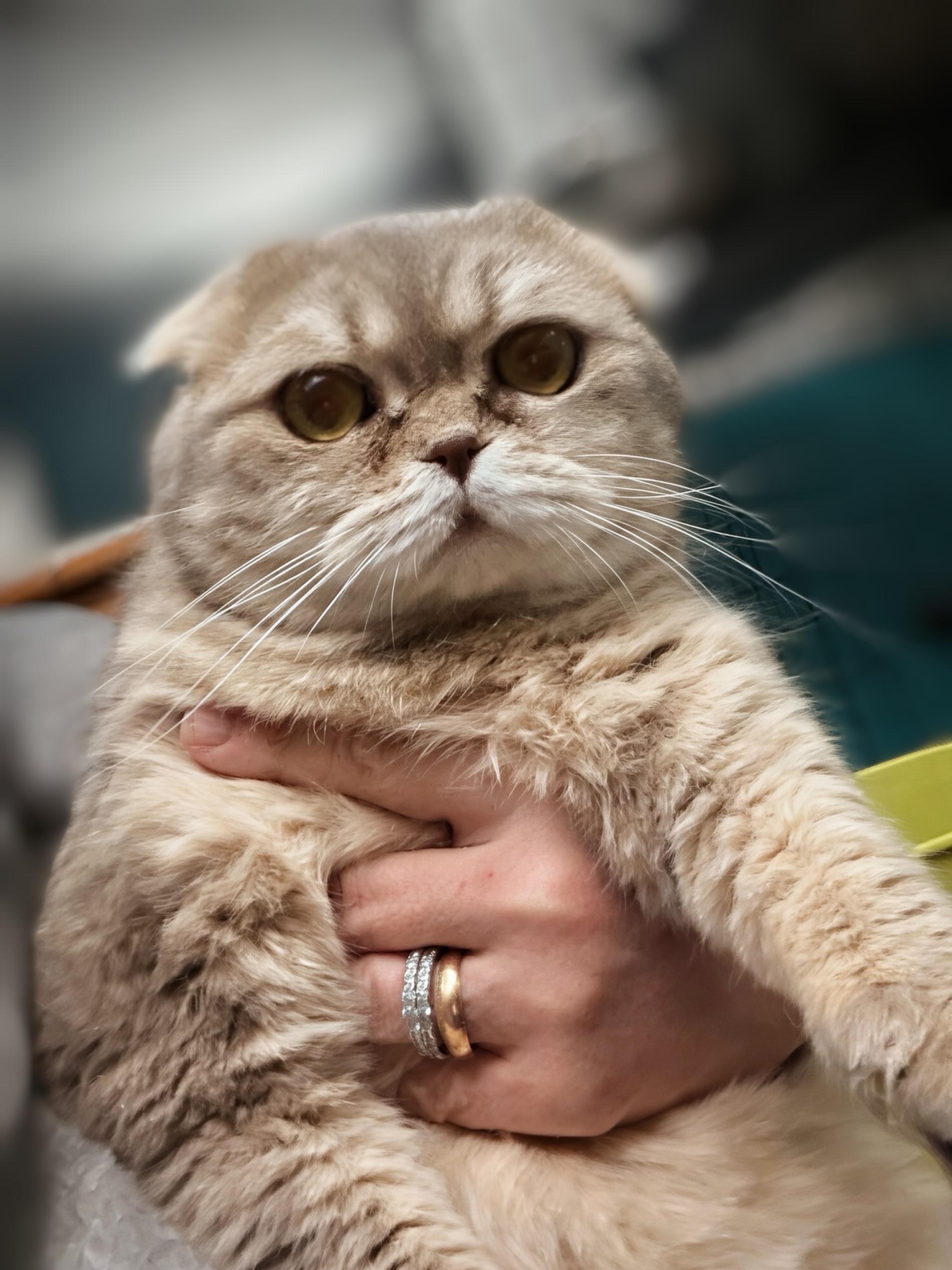 Enlarge Maisy, an adopted Scottish Fold in Syosset, NY image 4/5