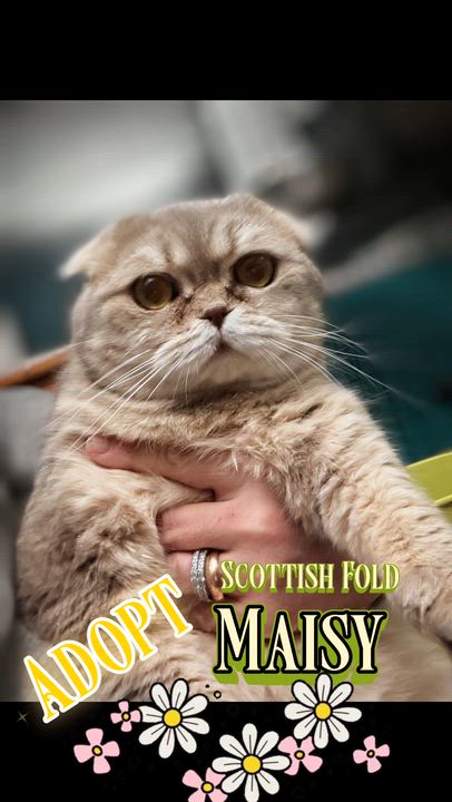 Enlarge Maisy, an adopted Scottish Fold in Syosset, NY video 3/5