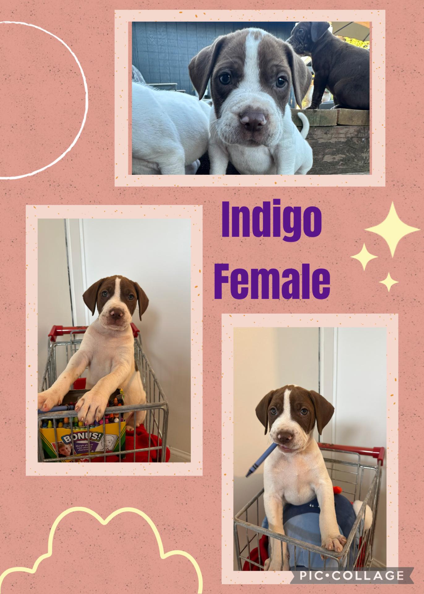 Indigo 4