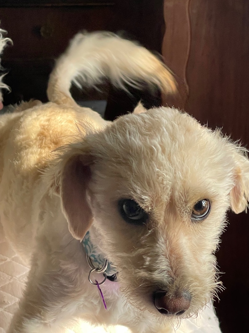 Enlarge WINSTON WIGGLESWORTH, a Adopted mixed breed in Portland, OR image 1/6