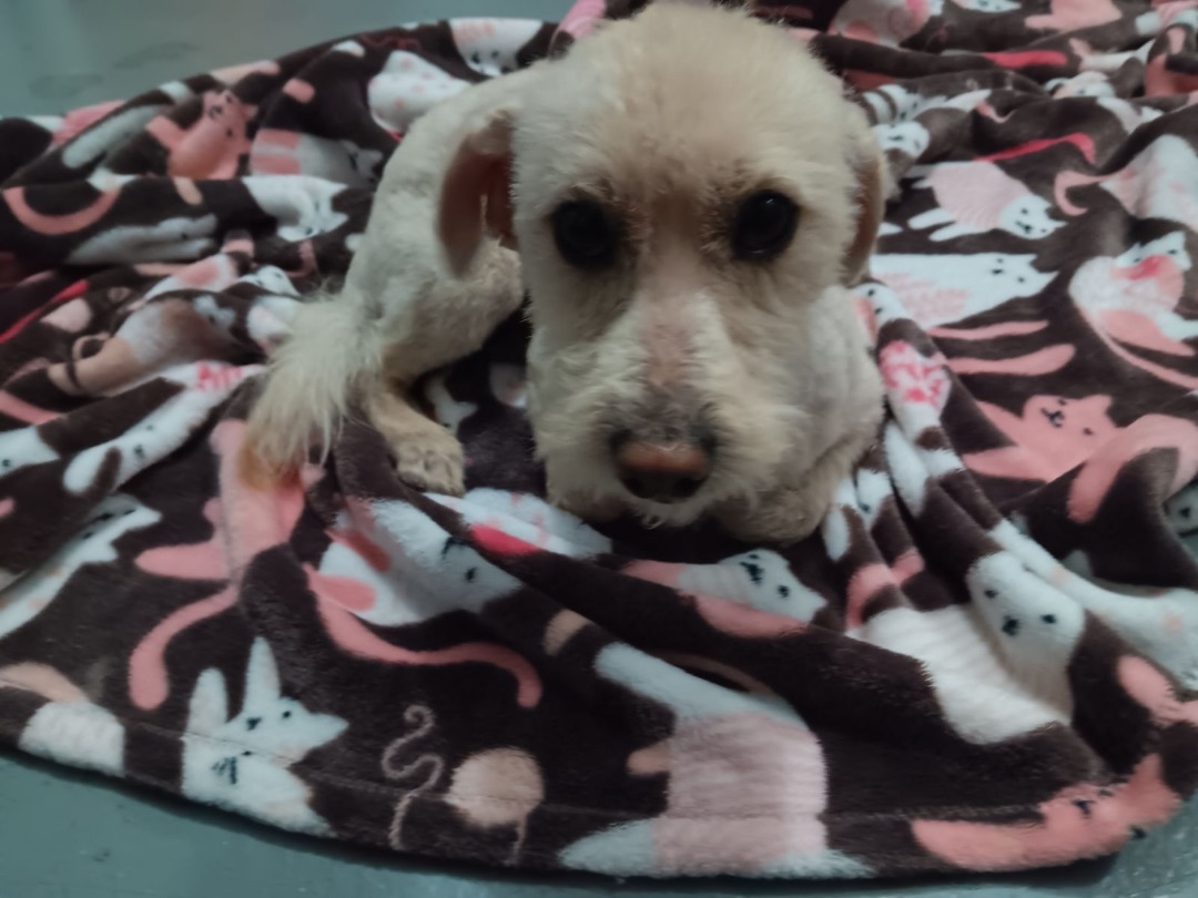 Enlarge WINSTON WIGGLESWORTH, a Adopted mixed breed in Portland, OR image 2/6