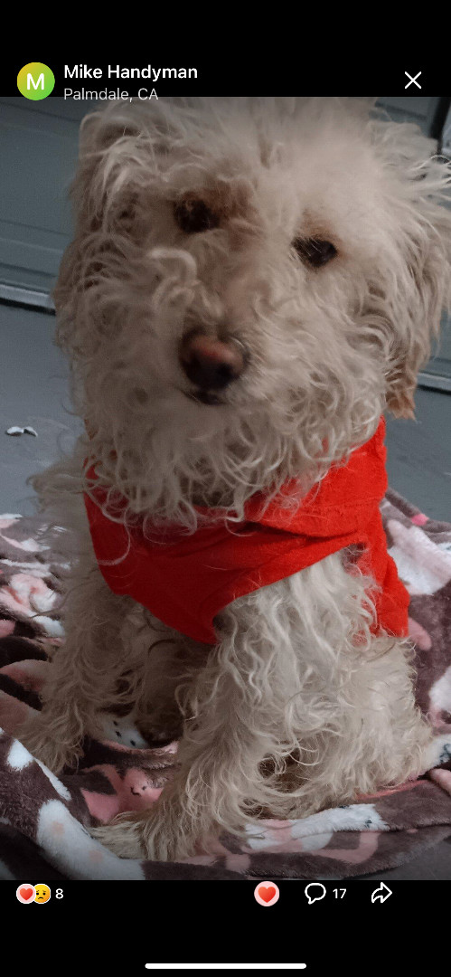 Enlarge WINSTON WIGGLESWORTH, a Adopted mixed breed in Portland, OR image 3/6