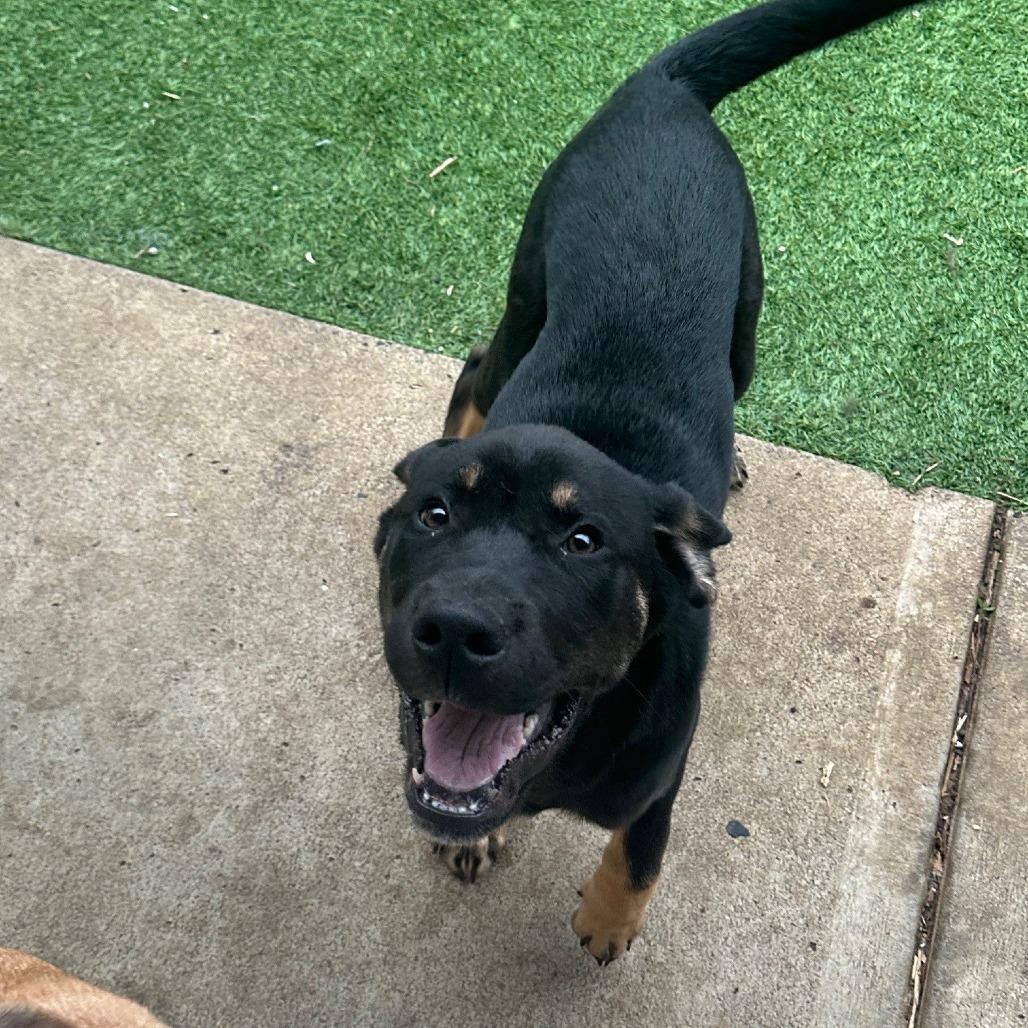 Enlarge Oak, a Adoptable Mastiff in Coos Bay, OR image 1/1