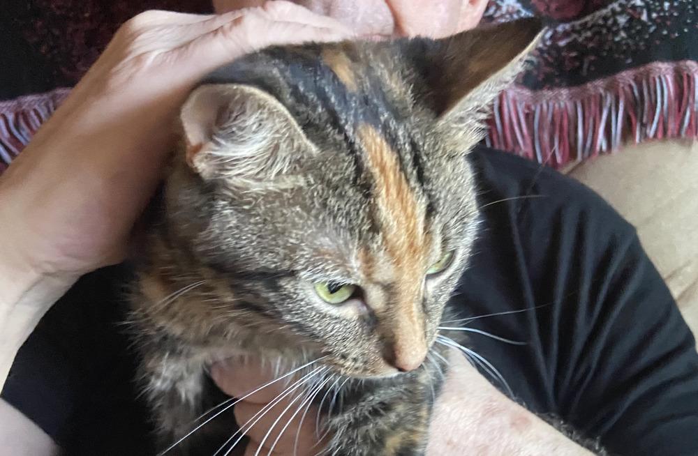 Enlarge Tinkerbell, a Adoptable Domestic Short Hair in Henrico, VA image 1/6