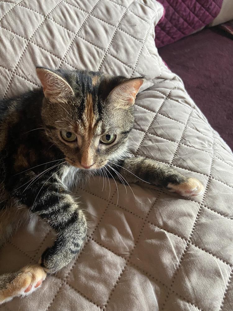 Enlarge Tinkerbell, a Adoptable Domestic Short Hair in Henrico, VA image 2/6