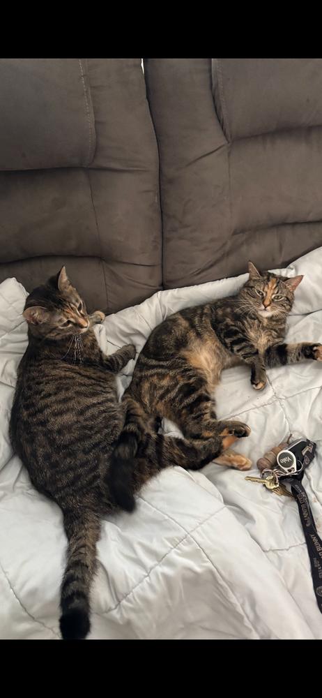 Enlarge Tinkerbell, a Adoptable Domestic Short Hair in Henrico, VA image 3/6