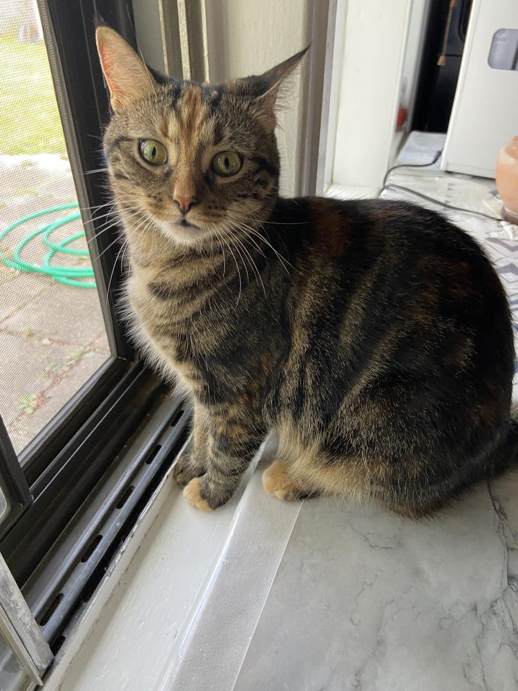 Enlarge Tinkerbell, a Adoptable Domestic Short Hair in Henrico, VA image 4/6