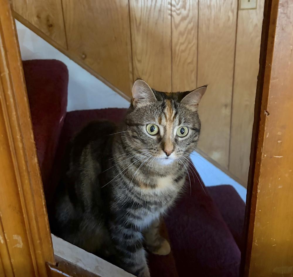 Tinkerbell, a Adoptable Domestic Short Hair in Henrico, VA image 3/6
