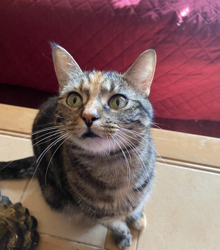 Tinkerbell, Adoptable, Adult Female Domestic Short Hair.