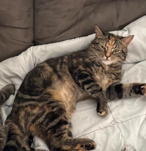 Enlarge Tinkerbell, a Adoptable Domestic Short Hair in Henrico, VA image 6/6