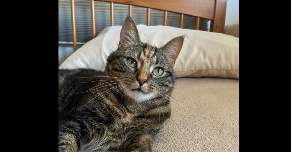 Tinkerbell, a Adoptable Domestic Short Hair in Henrico, VA image 6/6