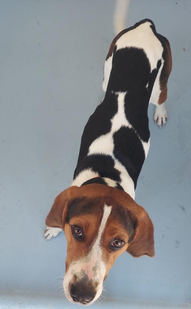 Enlarge Ruger, a Adoptable Treeing Walker Coonhound in Cartersville , GA image 1/1