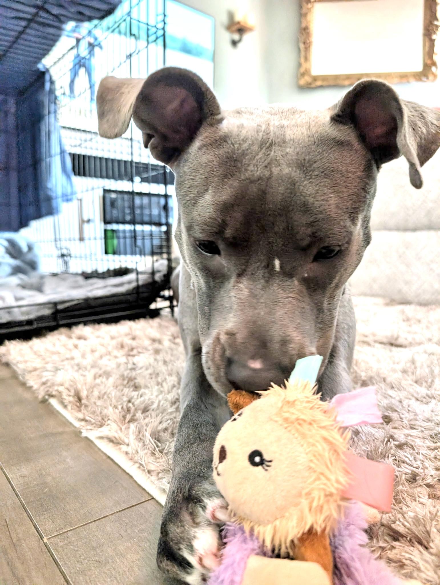 Cee cee, Adoptable, Adult Female Staffordshire Bull Terrier.