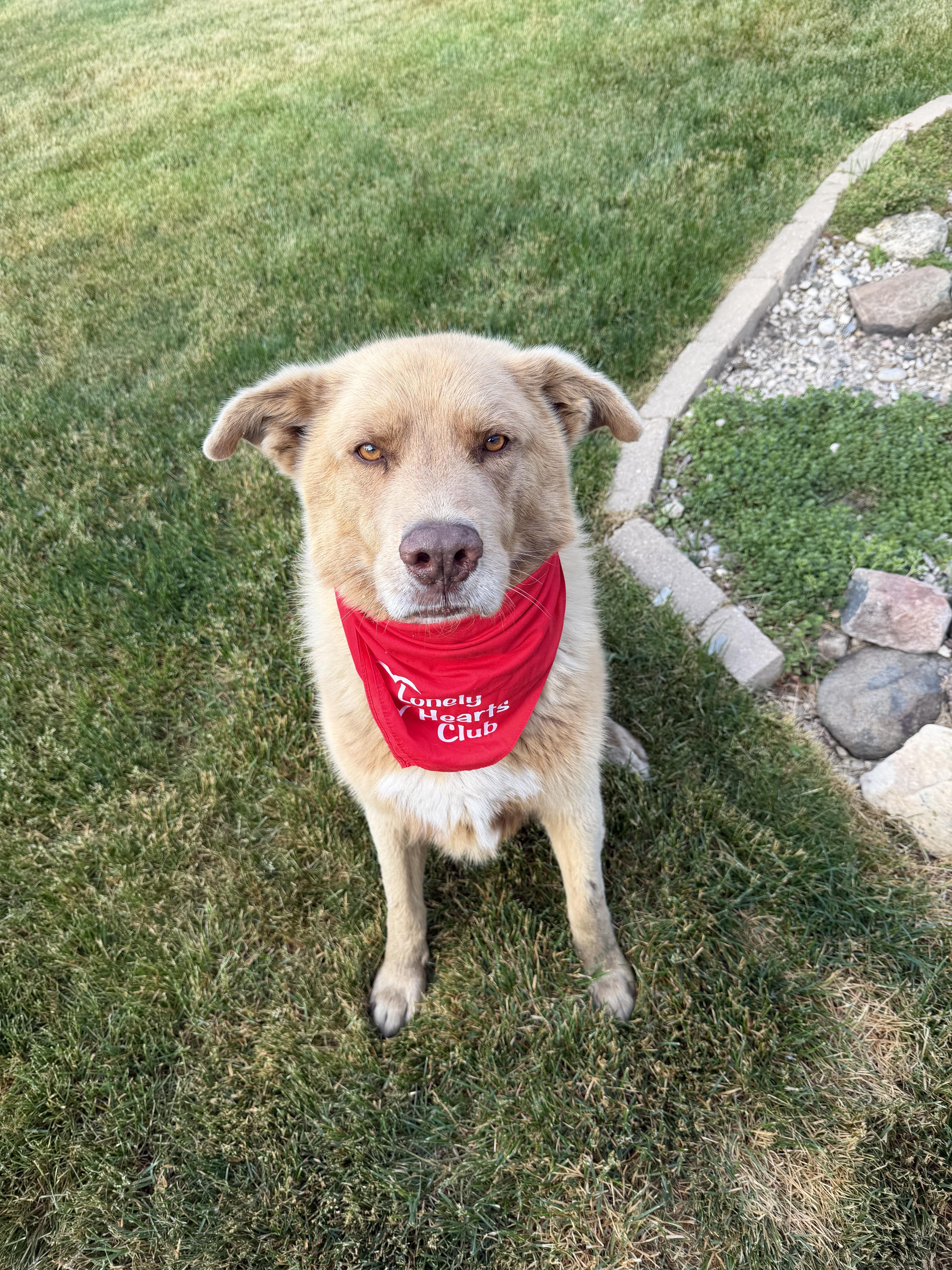 Prince, a Adoptable mixed breed in Watertown, WI image 2/6