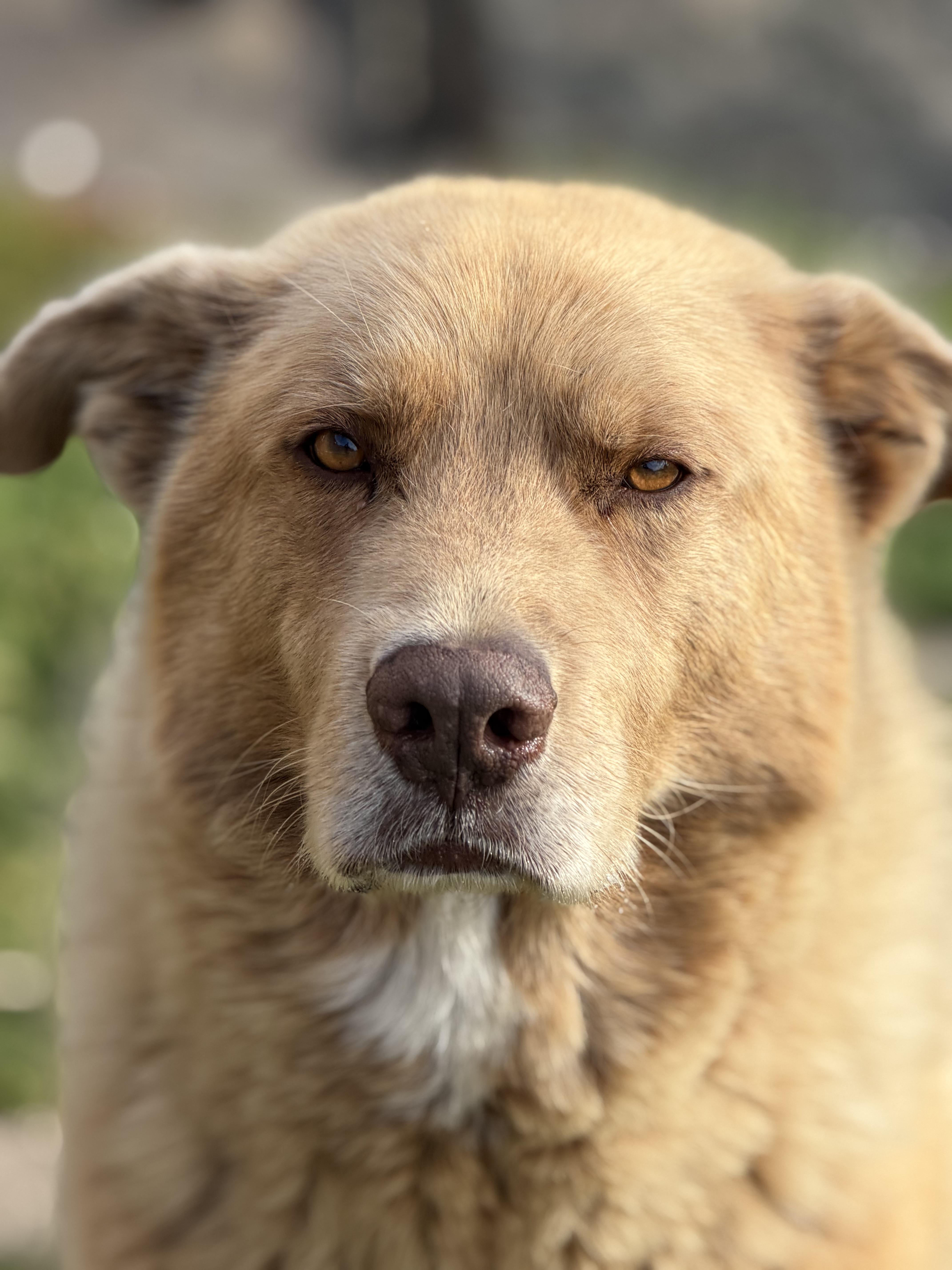 Prince, a Adoptable mixed breed in Watertown, WI image 1/6